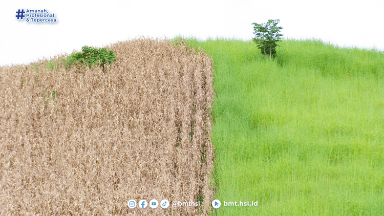 Gambar untuk artikel: Bagaimana BMT HSI Mengubah Hidup Anggota